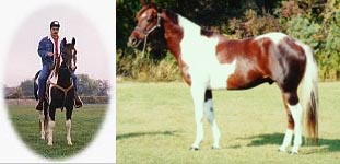 Bates Paint Horses, Ontario Canada